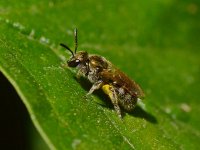 HoneyBee3.jpg