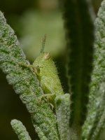 Hopper5.jpg