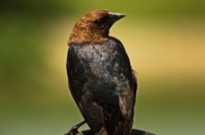 cowbird.jpg