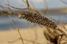 DSC_1068_webshot.jpg
