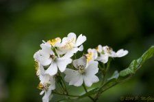 DSC_9545.jpg