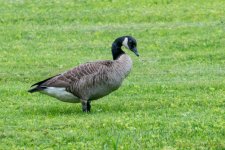 DSC_9551.jpg