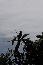 DSC_6672.jpg DSC_6672.jpg