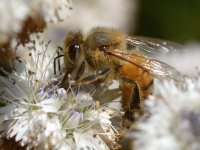 Bee.jpg
