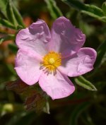 Cistus.jpg
