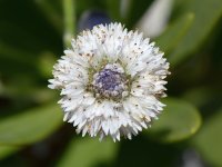 WhiteFlower.jpg