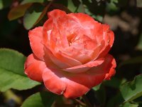 OrangeRose.jpg