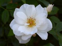 WhiteRose.jpg