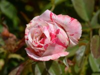 VariagatedRose.jpg