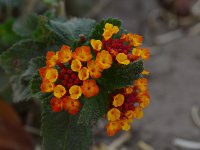 Lantana.jpg