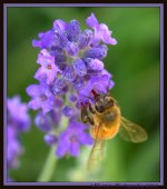 Bee in Lavender with Proboscis Visible.jpg