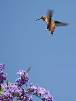Hummer3.jpg