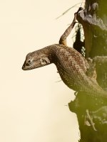 Lizard2.jpg