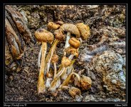 Day164Mushroom.jpg