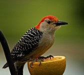 red bellied.jpg
