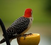 red back.jpg
