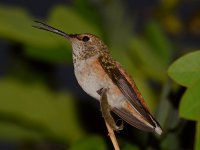 Hummer4.jpg