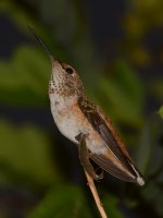 Hummer5.jpg