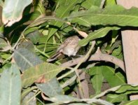 DSC_6704.jpg