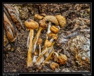 Day164Mushroom.jpg