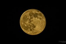 Honey Moon.jpg