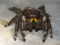 Spider.jpg