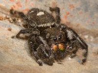Spider4.jpg