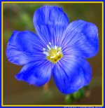 Tiny Blue Wildflower.jpg