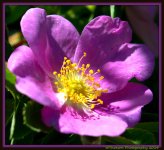 Tiny Pink Wildflower.jpg