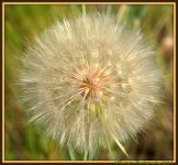 Weed gone to Seed.jpg