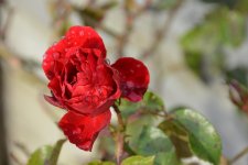 DSC_2997.jpg