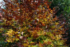 DSC_3000.jpg