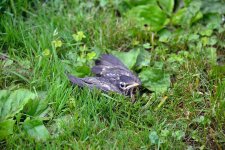 DSC_3441.jpg
