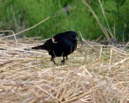 DSC_3446.JPG