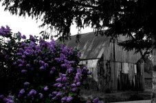 Lilac barn selective800.jpg