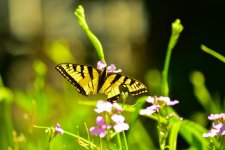 DSC_7967_edited.jpg