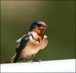 DSC_7077.jpg