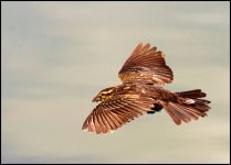 DSC_6993.jpg