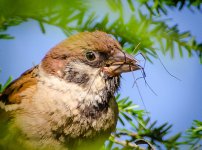 sparrow.jpg