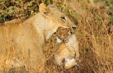 exposuretours-lion-cub3.jpg