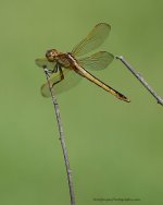 DSC_2668.jpg