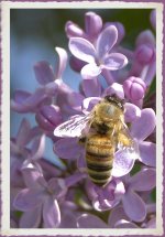 Bee on Lilac_DSC0220.jpg