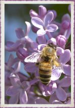 95482d1402877460-post-your-insect-shots-bee-lilac_dsc0220.jpg