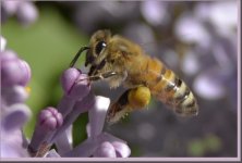 bee on lilac_DSC0214.jpg