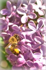 bee in lilac_DSC0191 -1.jpg
