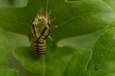 Day 166 Bug Shell.jpg