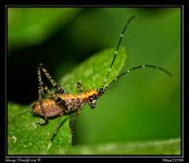 Day166GrasshopperMicro.jpg