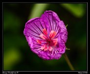 Day166Flower.jpg