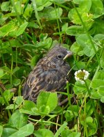DSC_0163.jpg
