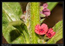 Day166FlowerMicro.jpg